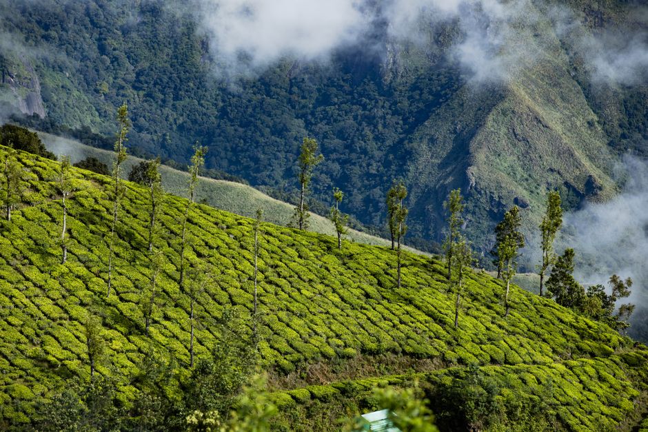 Budget Travel Kerala: Kerala Budget Travel Mistakes That Drain Your Wallet