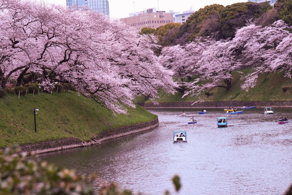 Japan With Kids During Cherry Blossom Season: A Calm Plan
