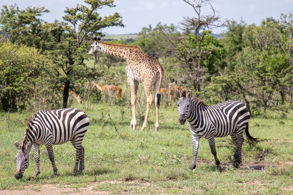 Giraffes and zebras grazing together on a Kenyan safari