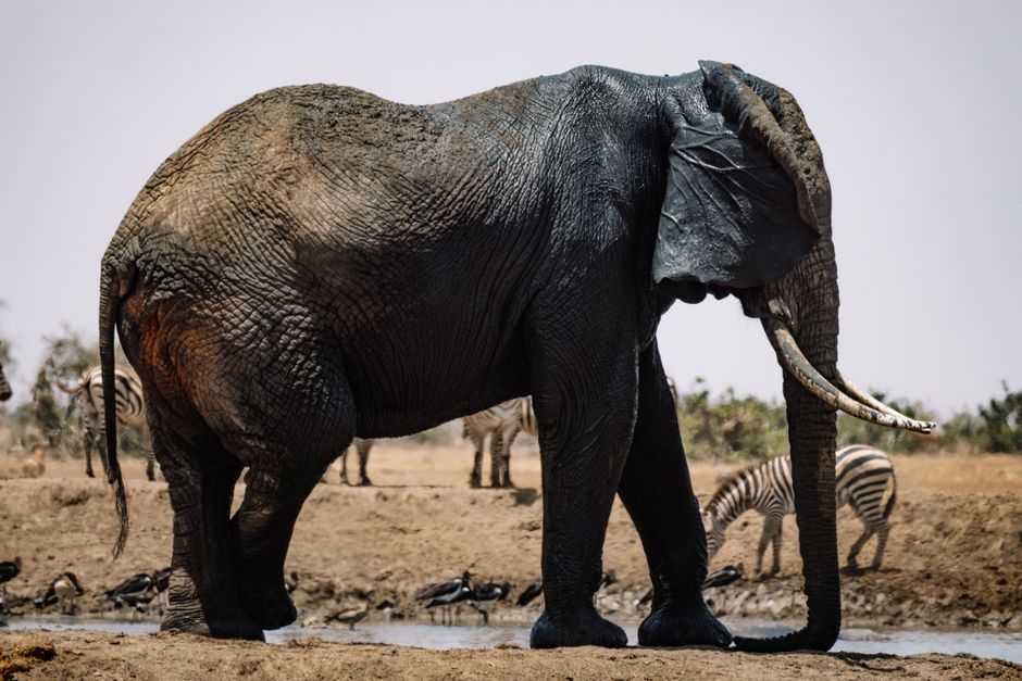 Side view of an African elephant at a waterhole with zebras in the background, wildlife safari.