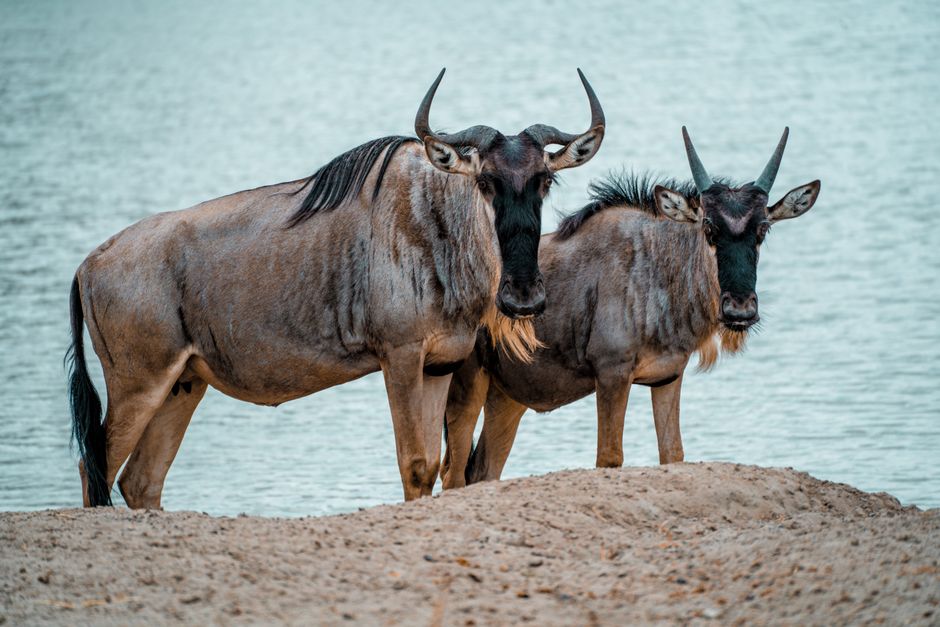 Two wildebeests standing near a tranquil lake in Tanzania, showcasing their majestic features.
