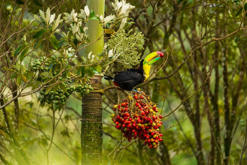 Keel-billed toucan in a Costa Rican rainforest
