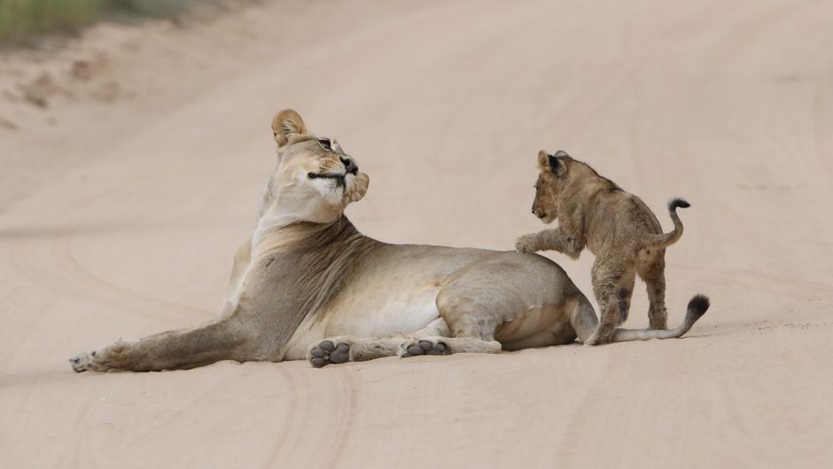 A lioness and her playful cub on a sandy path in the African wilderness.