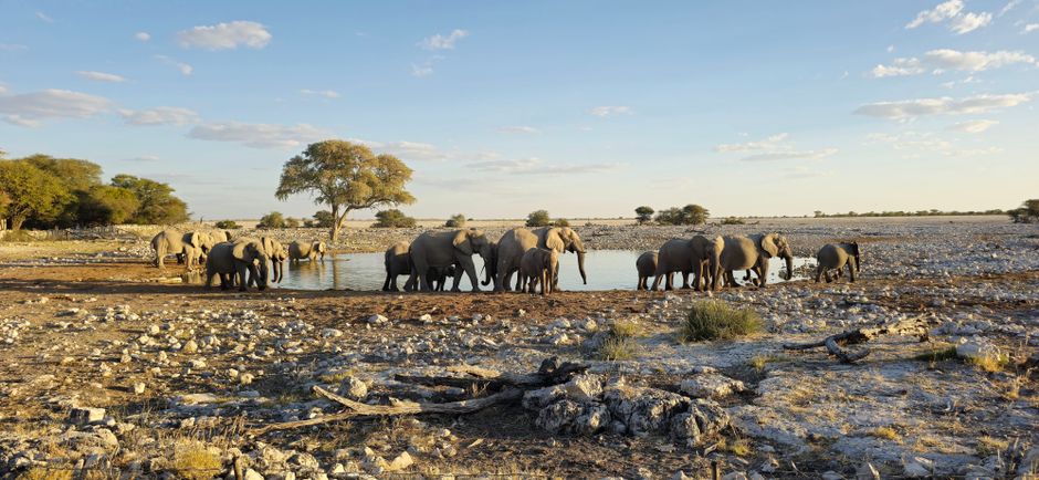 Family Safari in South Africa: Choosing a Malaria-Free Reserve