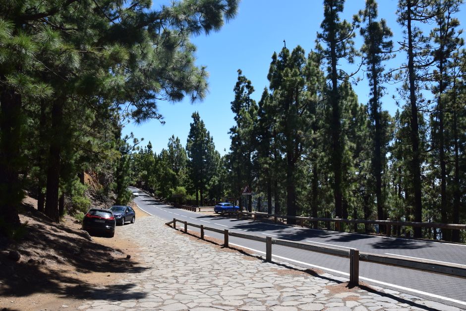 Serene mountain road with tall pine trees on a sunny day, perfect for nature travel themes.