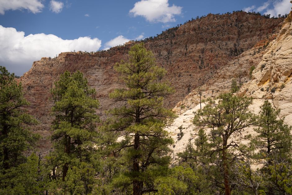 Explore the breathtaking sandstone cliffs and coniferous trees in Escalante, Utah's captivating landscape.